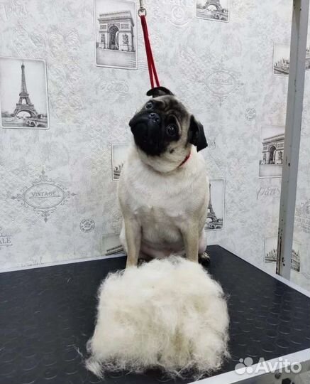 Грумер, стрижка животных