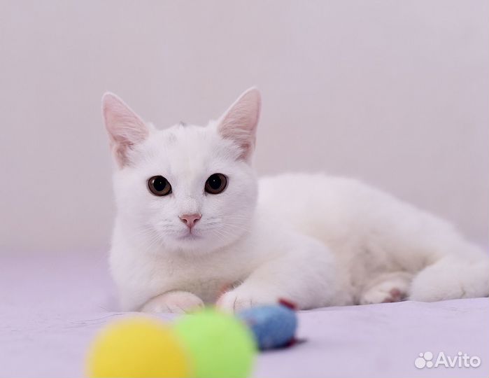 Малышка Элис ищет дом