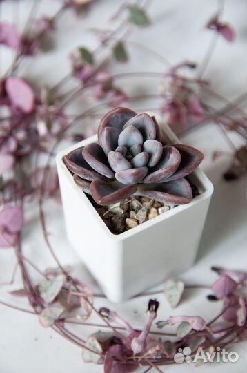 Суккуленты-5 эхеверии, граптоверии, граптоседум