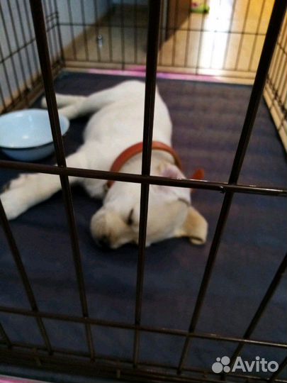 Дрессировка, Выгул, собак, щенков, догситер