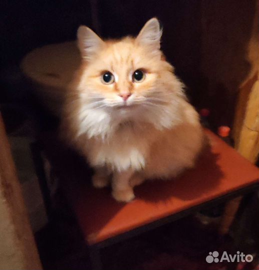 Марта ищет новый дом