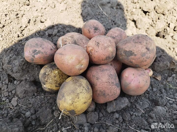 Продам картофель