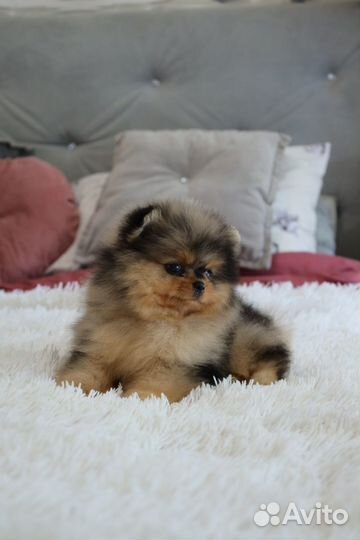 Потрясающий малыш Померанского Шпица