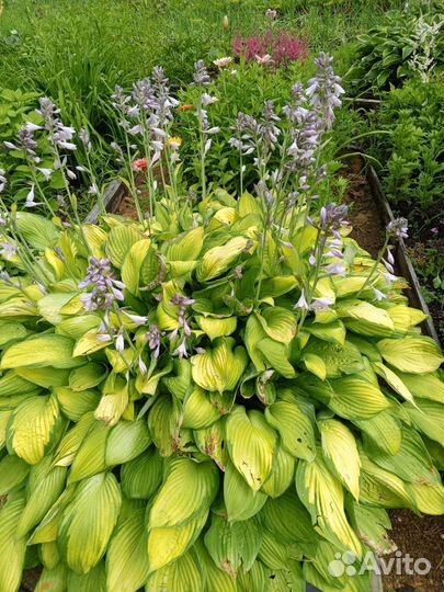 Ассортимент растений