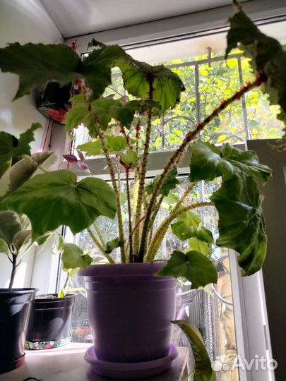 Комнатные цветы