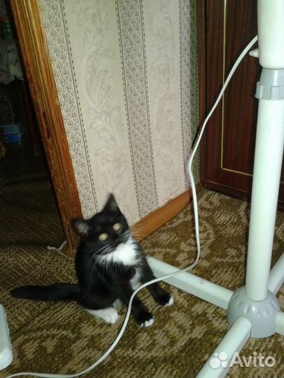 Ищу котенку заботливые И надежные руки