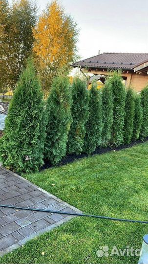 Туя Смарагд 220 см