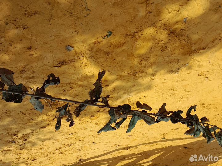 Ароматизованная ветка