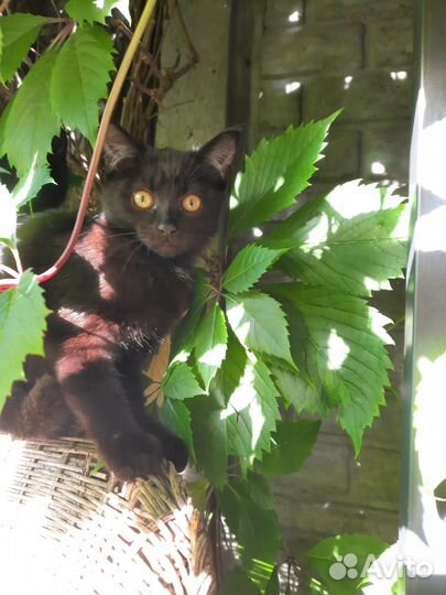 Кошки в добрые руки