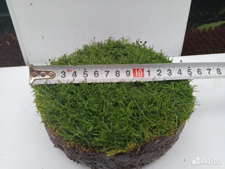 Необычный яркий газон мшанка - Аlena.park