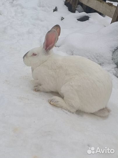 Кролики мясных пород