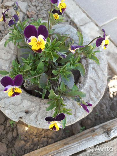 Садовая фиалка