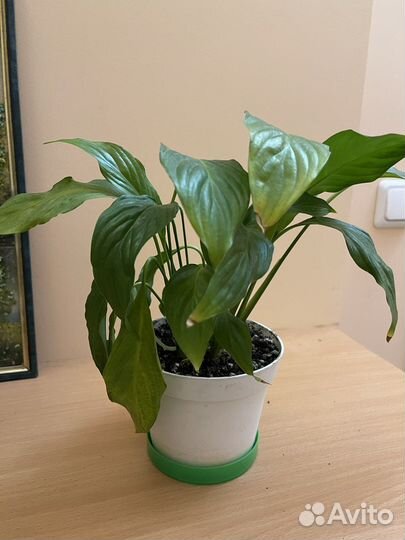 Спатифиллум