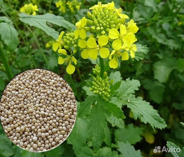 Семена горчицы