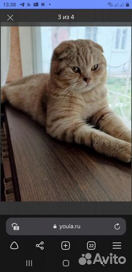 Шотландская