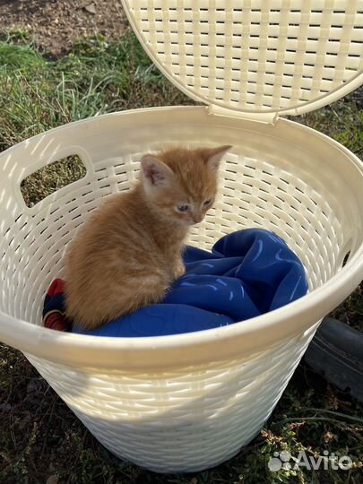 Котик мальчик