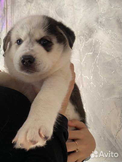 Щенки сибирской хаски