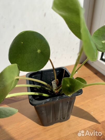 Пилея пеперомиевидная