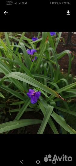 Многолетние садовые растения. Цены от 150 до