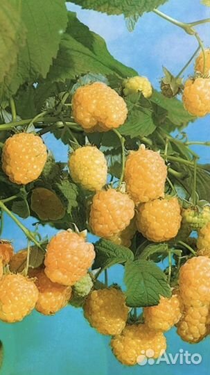 Малина ремонтантная, крупная, сладкая