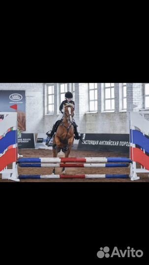 Продажа лошади