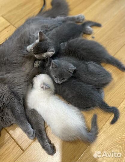 Котята только в добрые руки