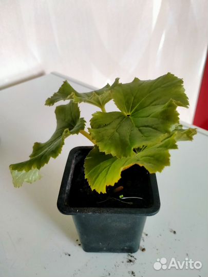 Пеларгония герань