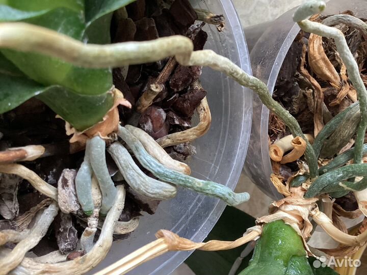 Орхидея фаленопсис