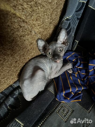 Канадский сфинкс