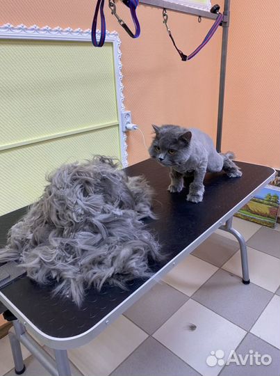 Стрижка собак и кошек в салоне «Хвостун»