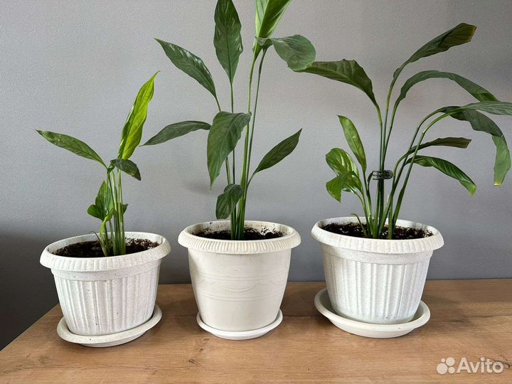 Комнатные цветы