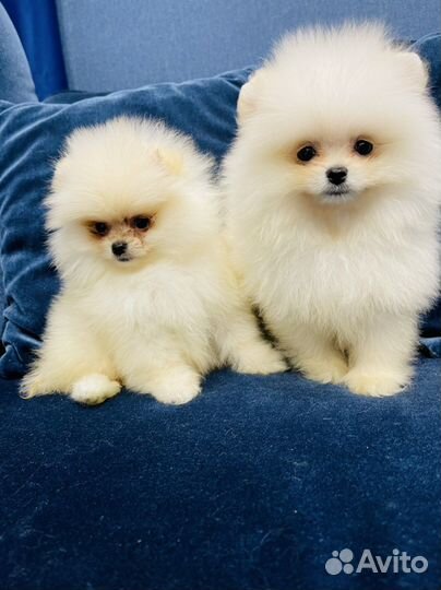 Щенки померанского шпица