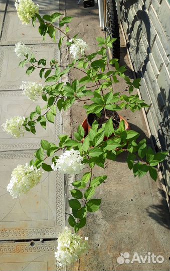 Гортензия метельчатая Limelight 3-хлетний куст