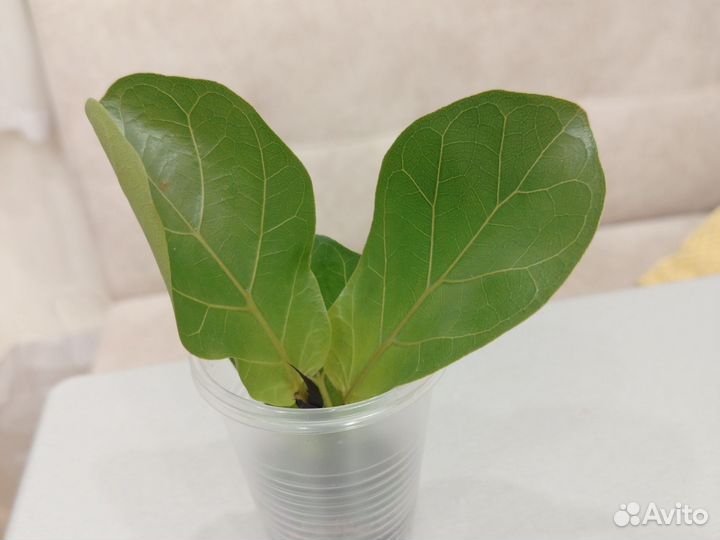 Фикус лирата бамбино