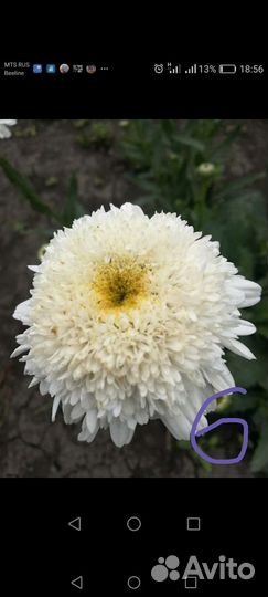 Многолетние цветы