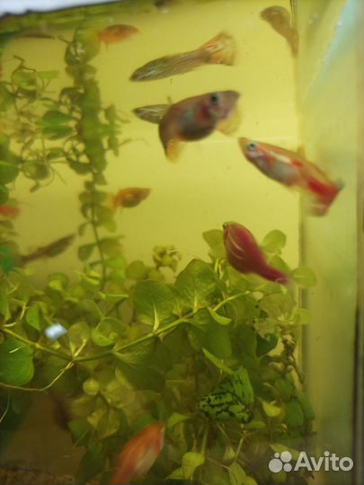 Рыбки гуппи мальки