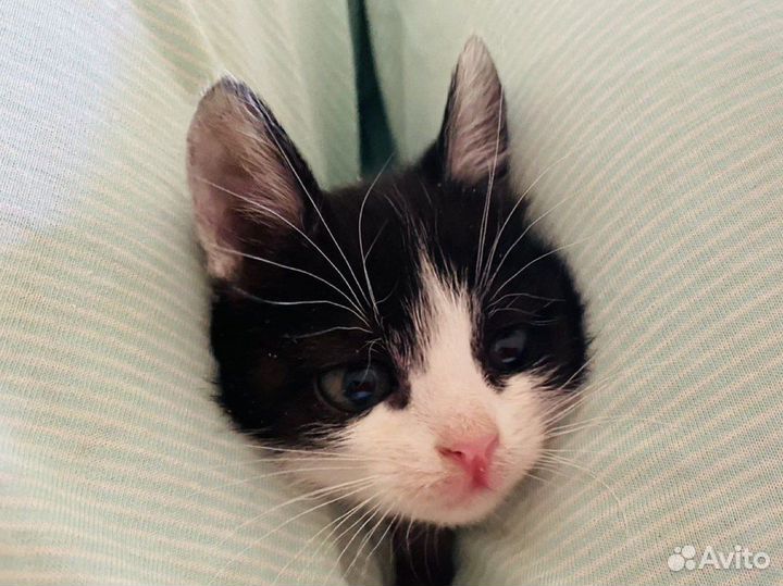 Котенок Аврора и другие котята