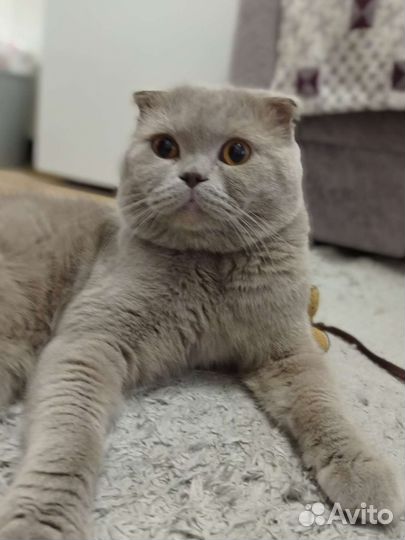 Британский котик ищет невесту (вязка)