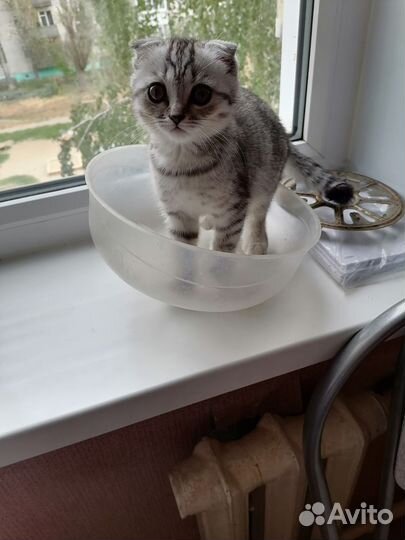 Шотландский вислоухий кот