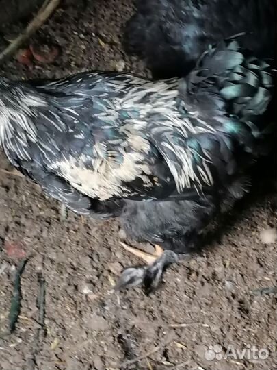 Петух брама