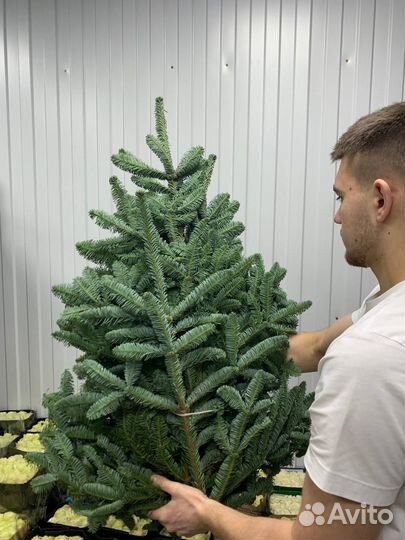 Нобилис ветки оптом