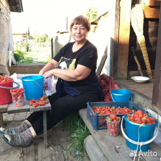 Саженцы клубники, малины, смородины, жимолости