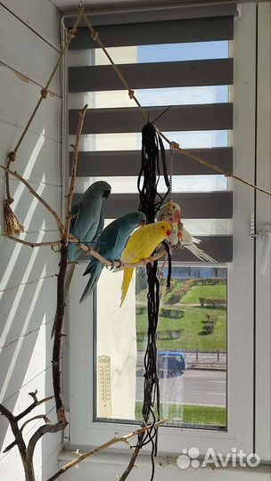 Птенцы докормыши ожерелового попугая