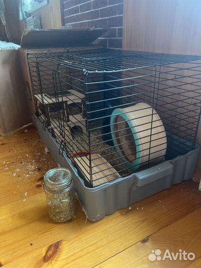 Белки Дегу Мальчик и девочка с Клеткой +