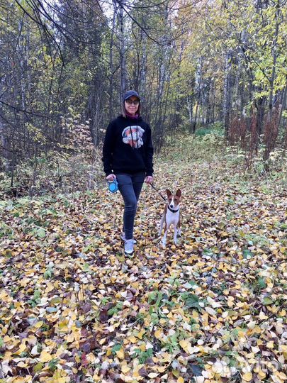 Домашняя передержка собак