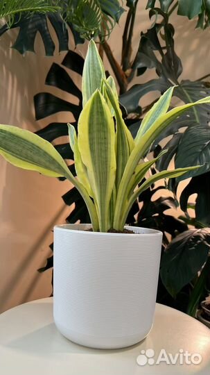 Сансевьерии сортовые