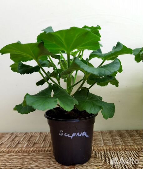 Пеларгония