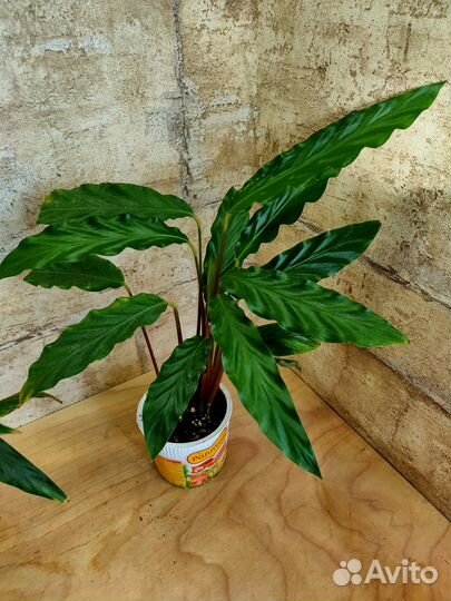 Растения для дома