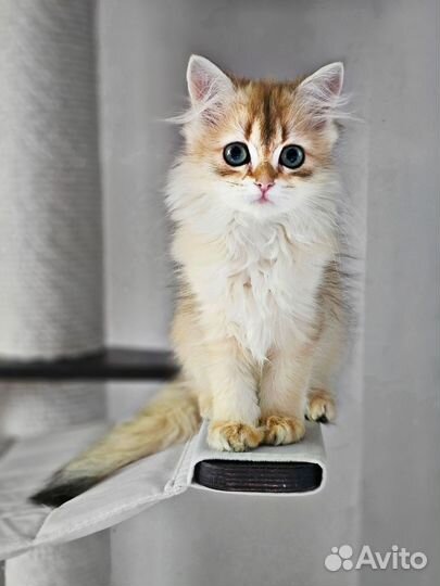 Британская золотая Кошечка