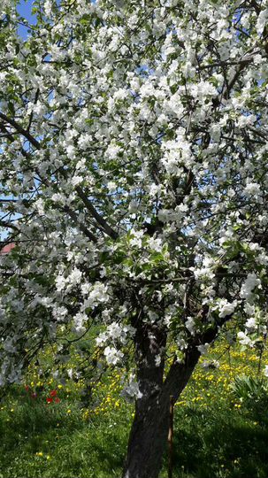 Участок 24 сот. (ИЖС)